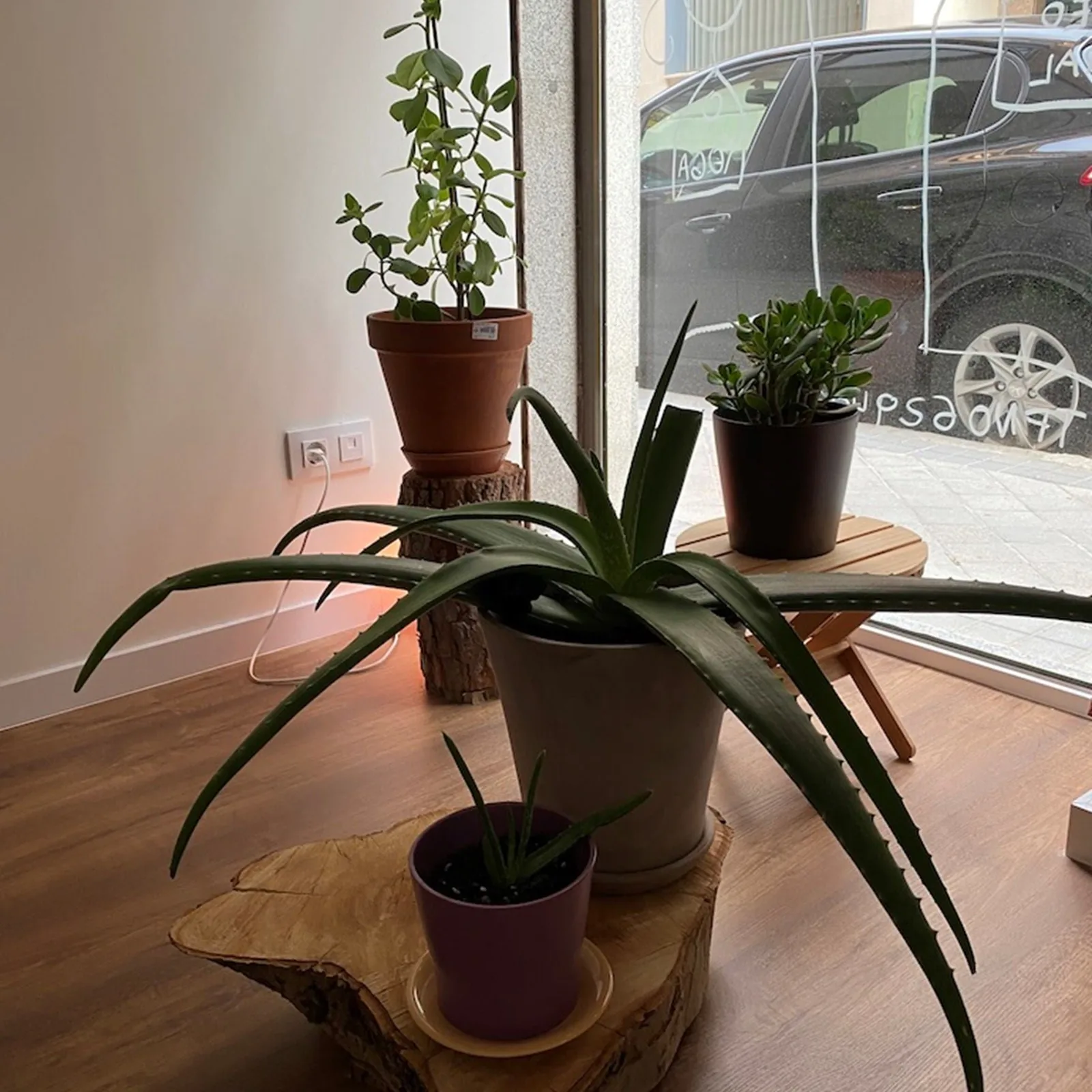 Plantas junto al escaparate del centro